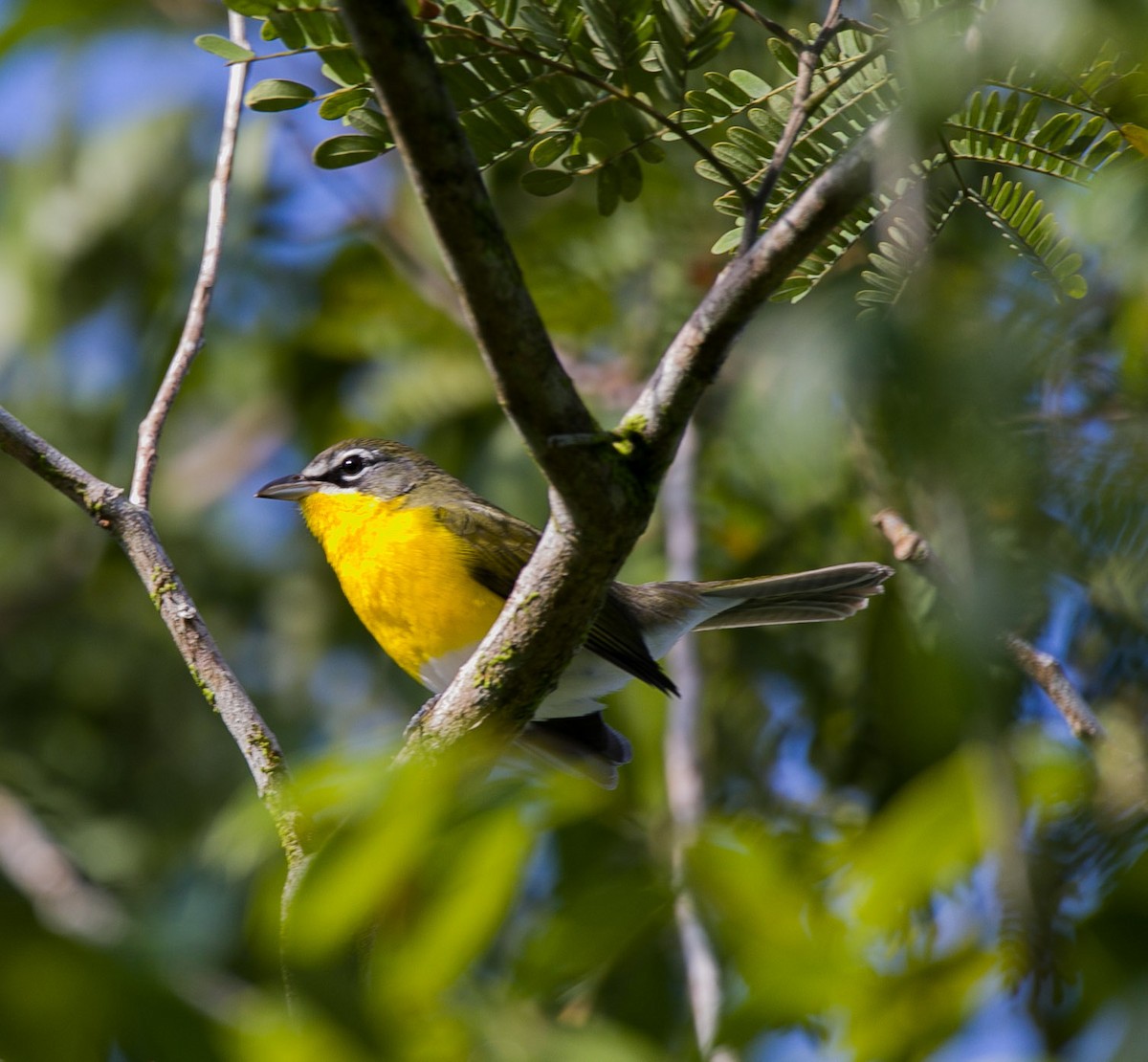 Yellow-breasted Chat - ML609169896