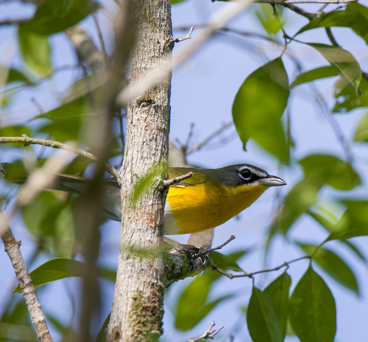 Yellow-breasted Chat - ML609169897