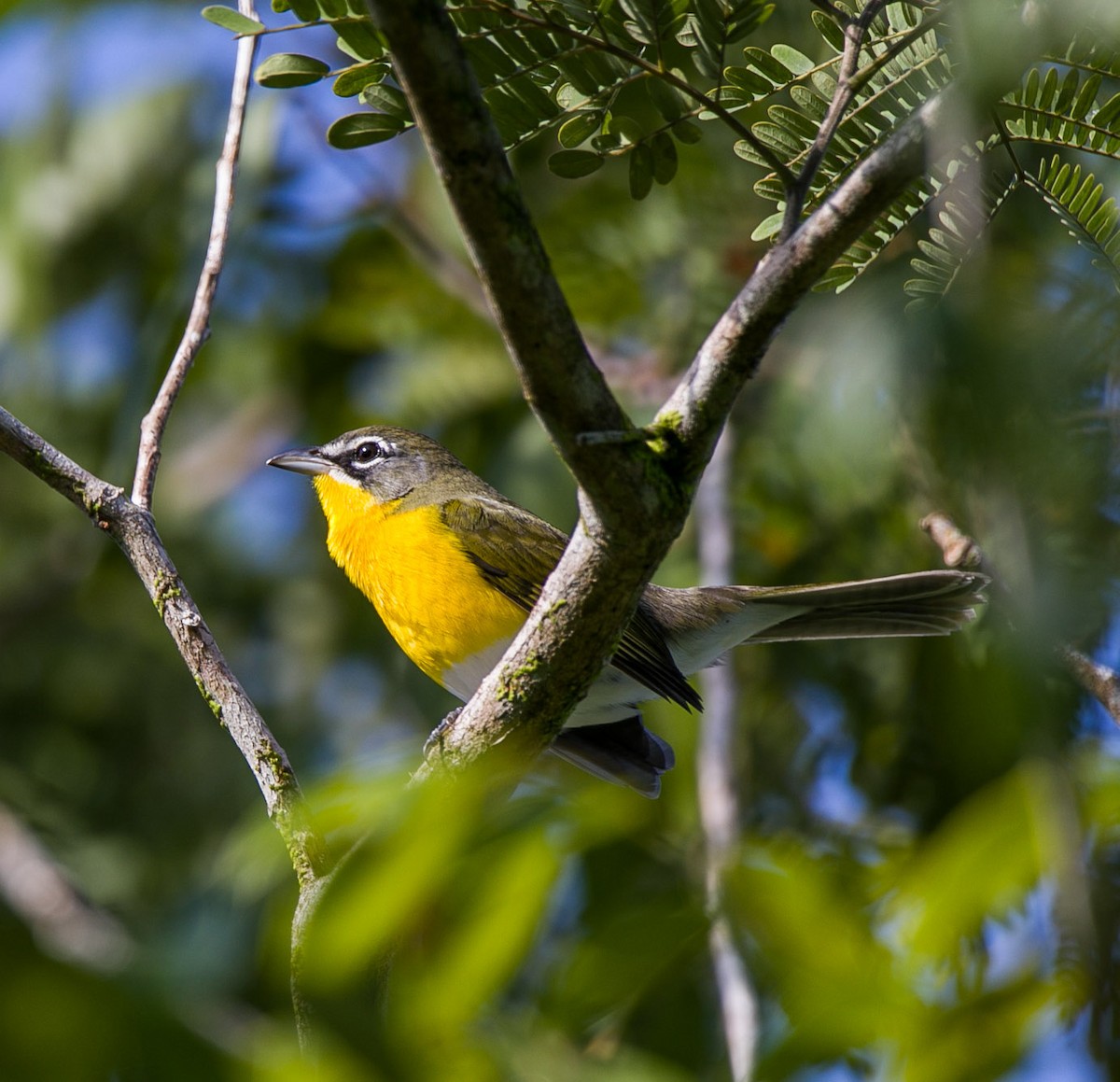 Yellow-breasted Chat - ML609169898