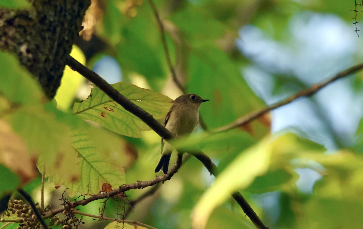 Ruby-crowned Kinglet - ML609169917