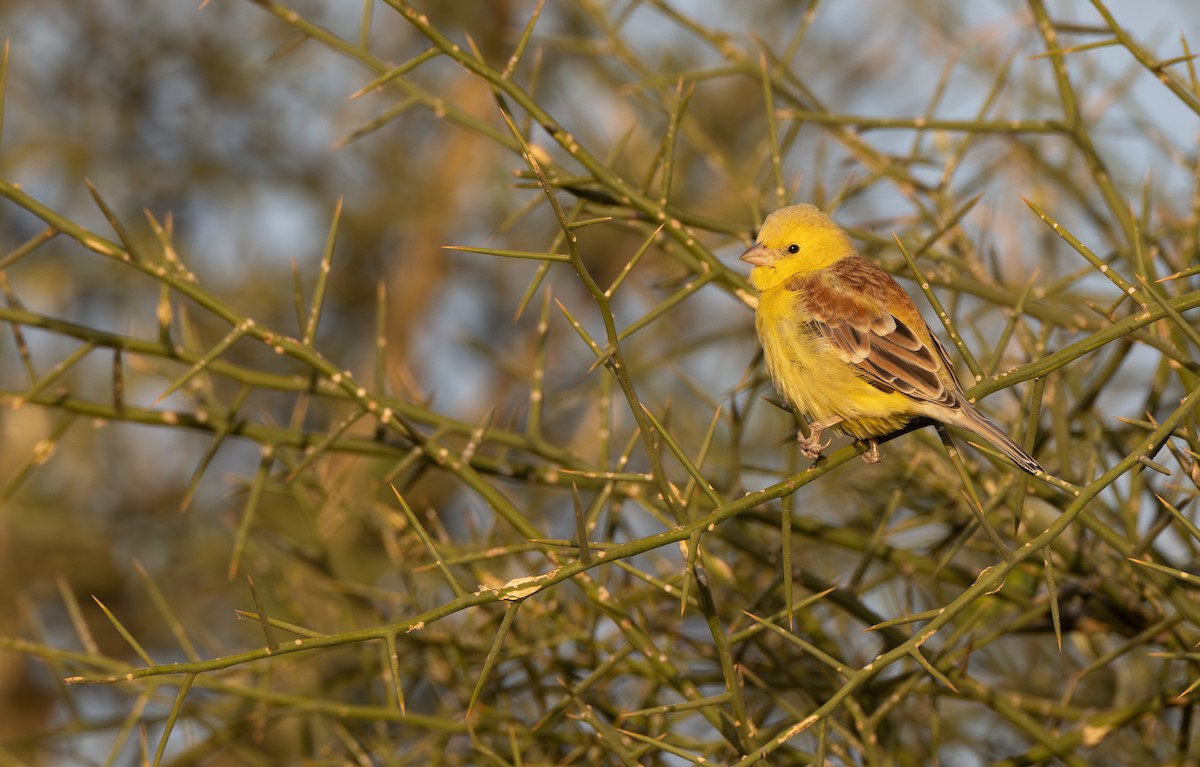 Sudan Golden Sparrow - ML609169934