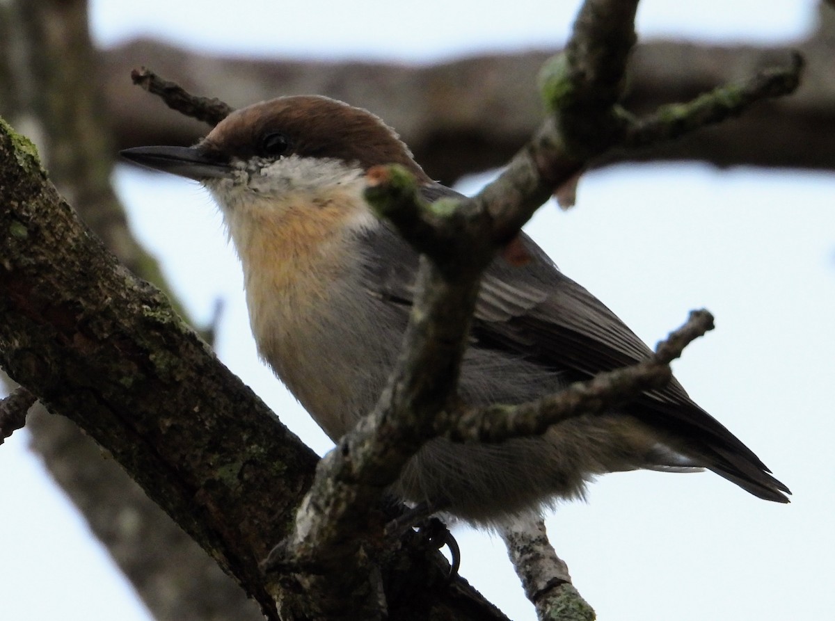 Brown-headed Nuthatch - ML609170007