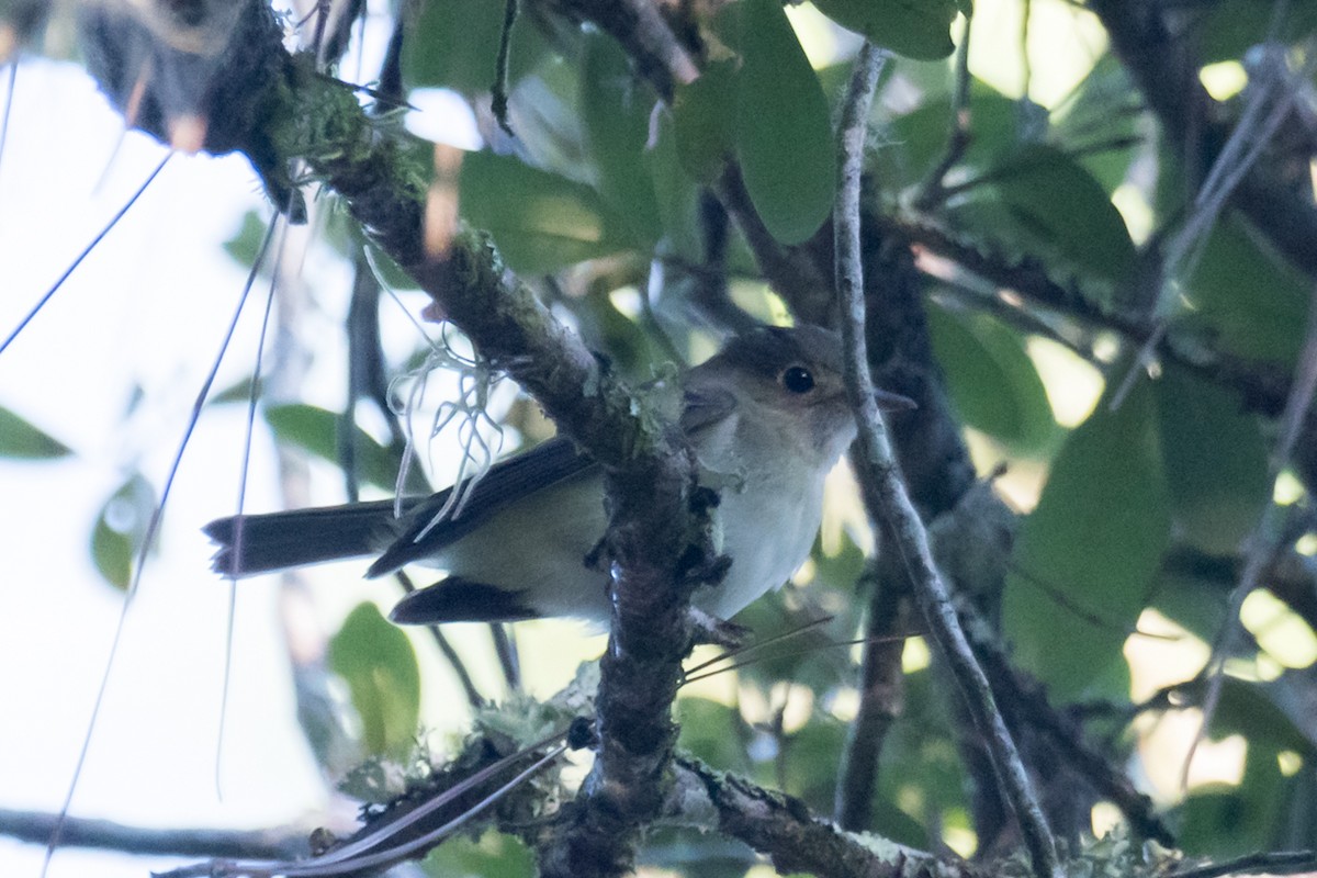 Acadian Flycatcher - ML609170102