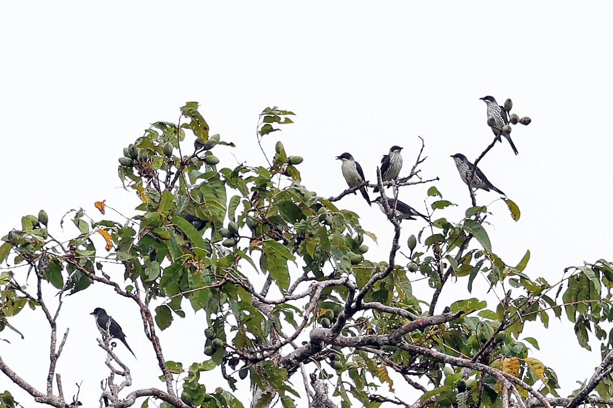 Singing Starling - ML609170220