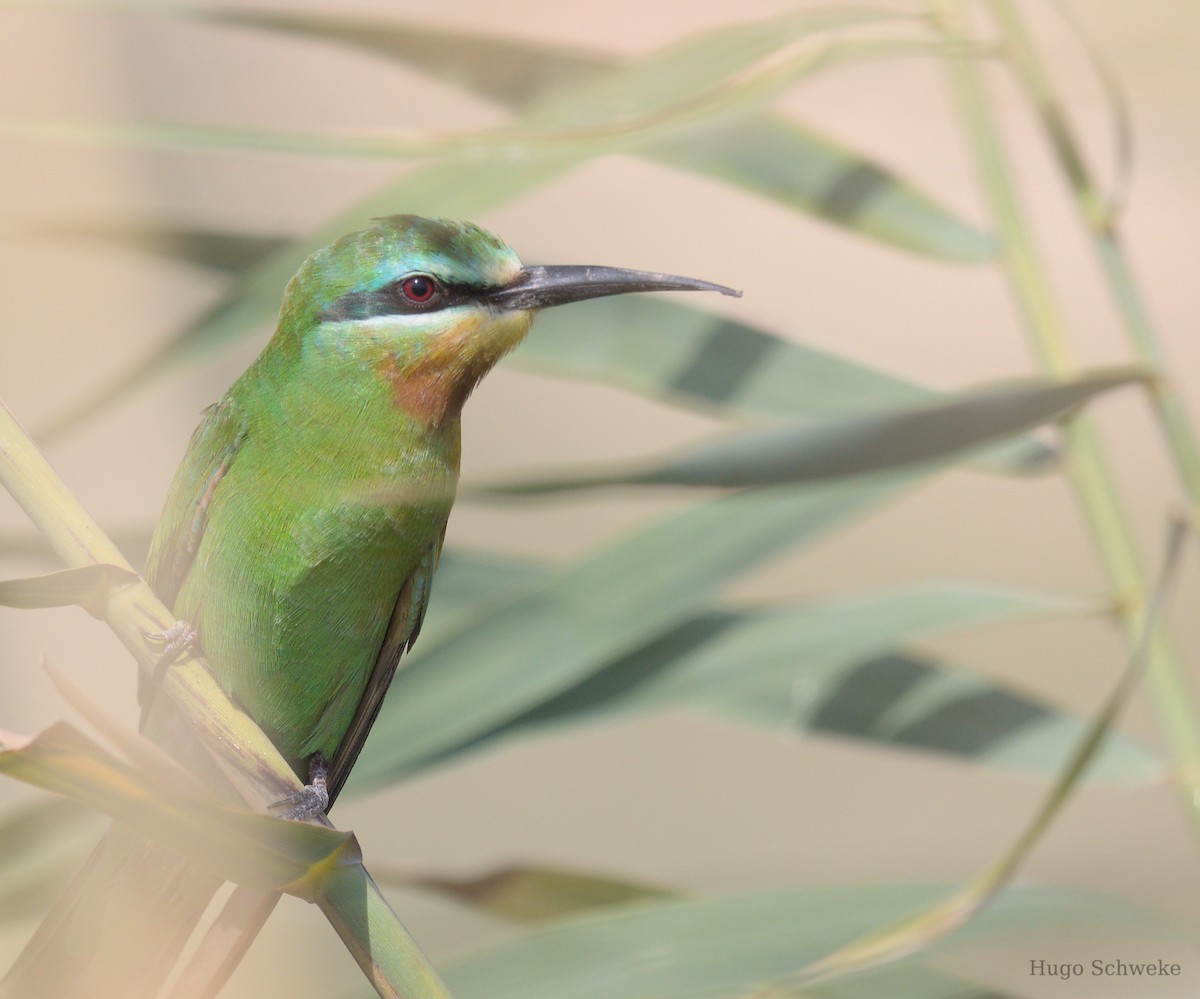 Blue-cheeked Bee-eater - ML609170301