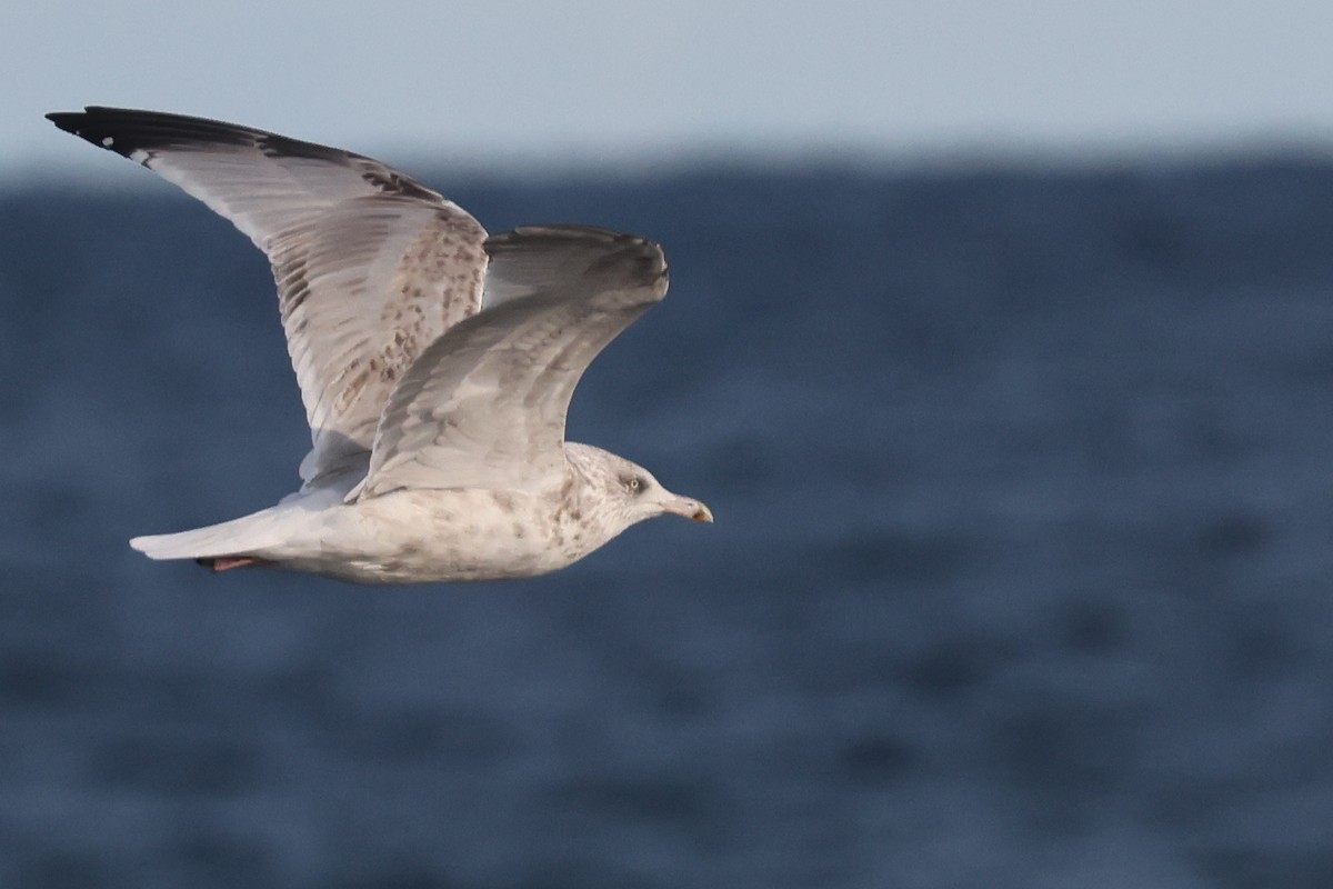Herring Gull (European) - Ingvar Atli Sigurðsson