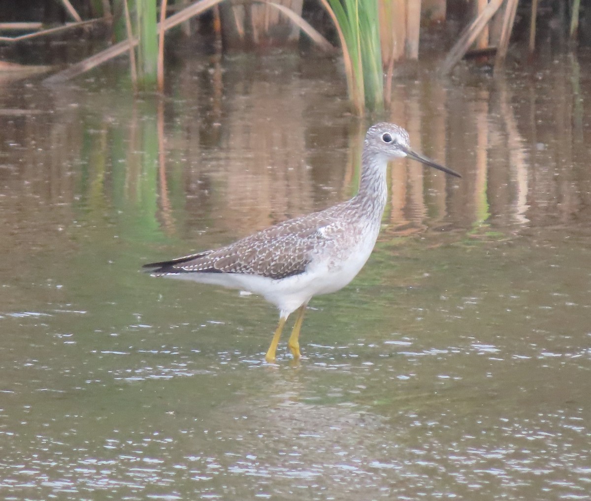 Greater Yellowlegs - ML609170398