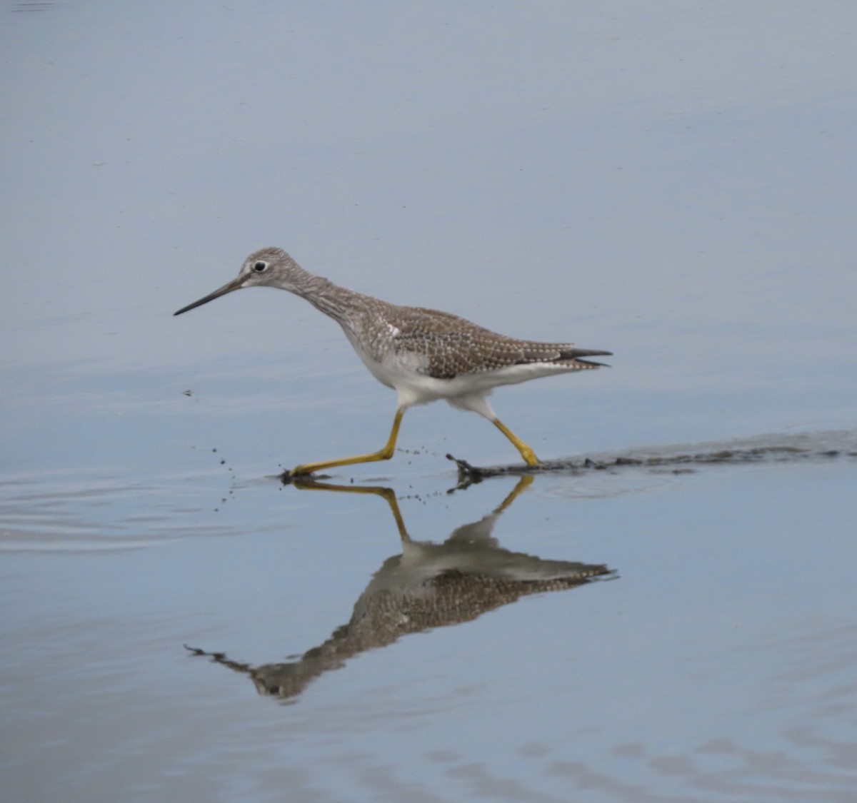 Greater Yellowlegs - ML609170399