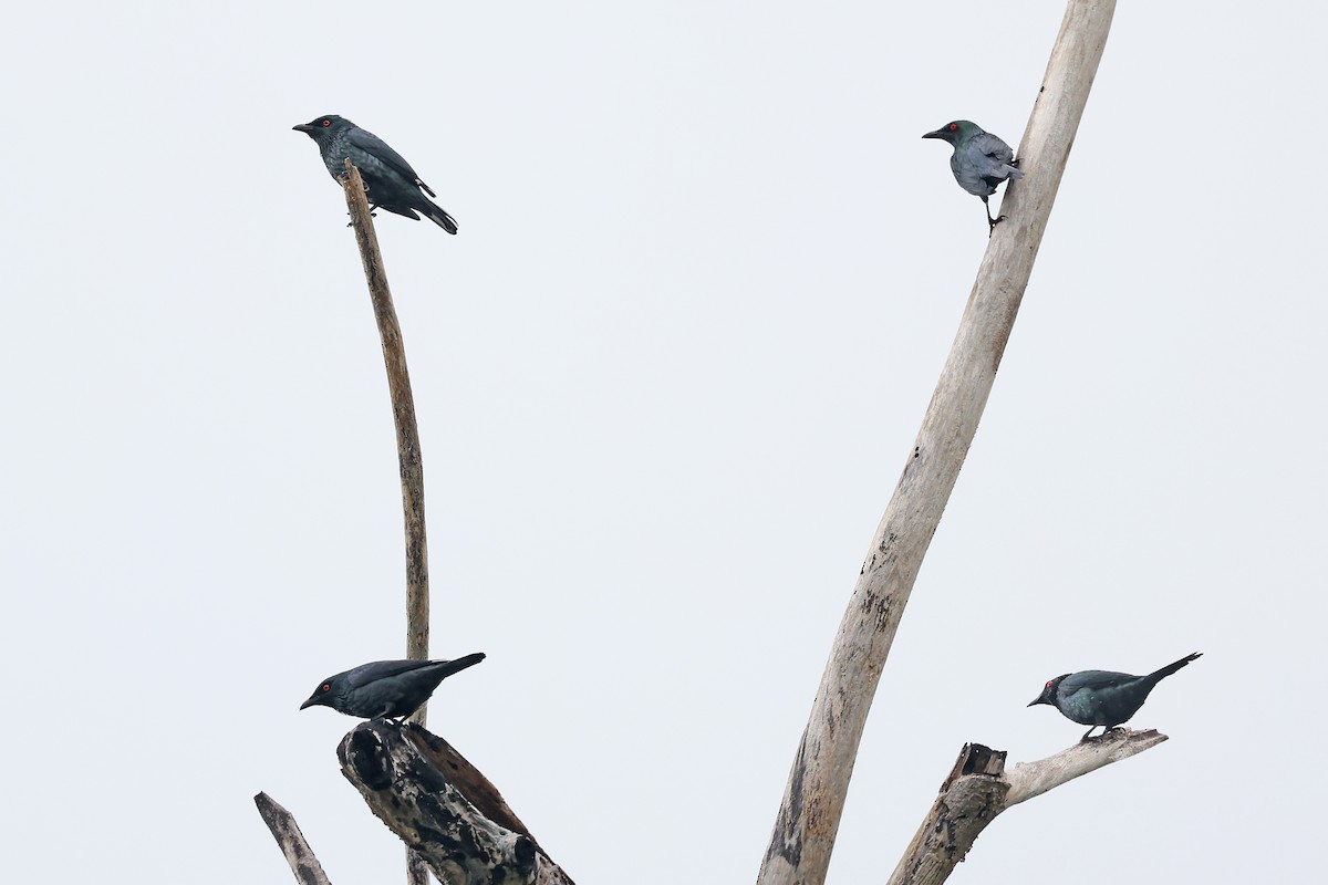 Metallic Starling - ML609170401