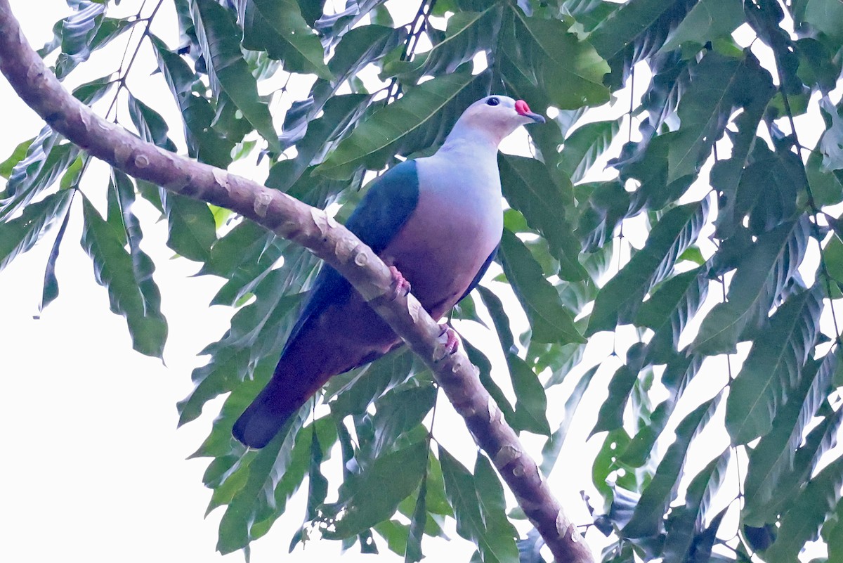 Red-knobbed Imperial-Pigeon - ML609170407