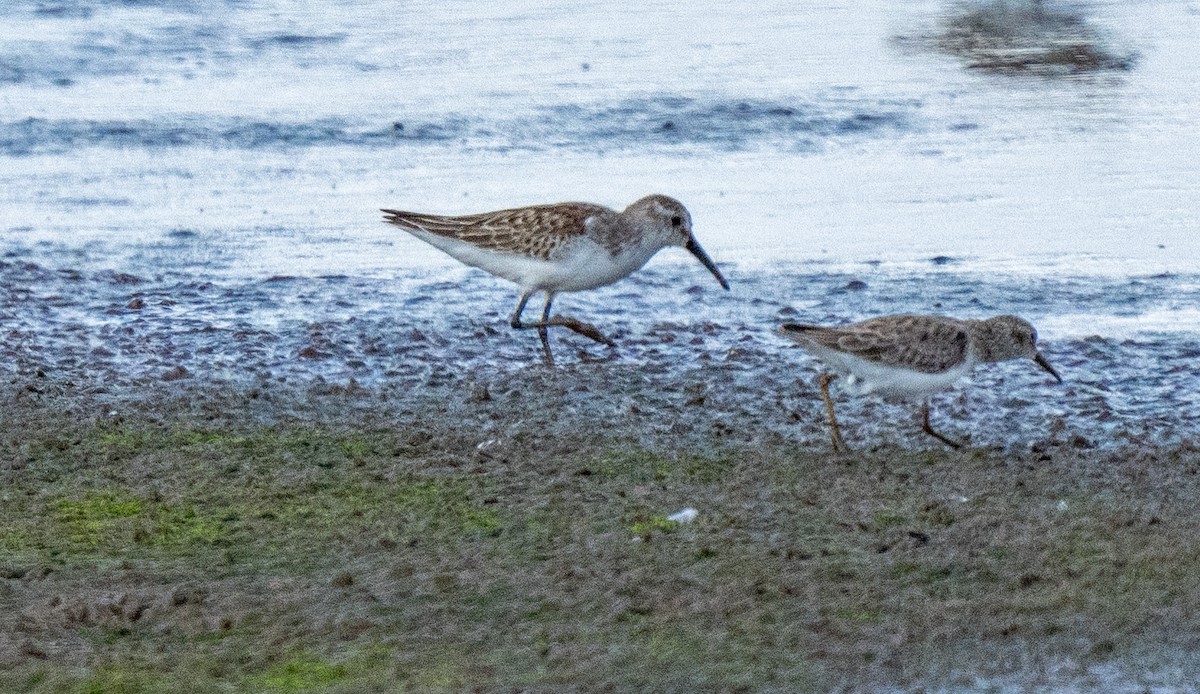 Western Sandpiper - ML609170443