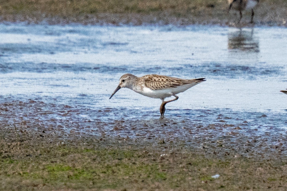 Western Sandpiper - ML609170490