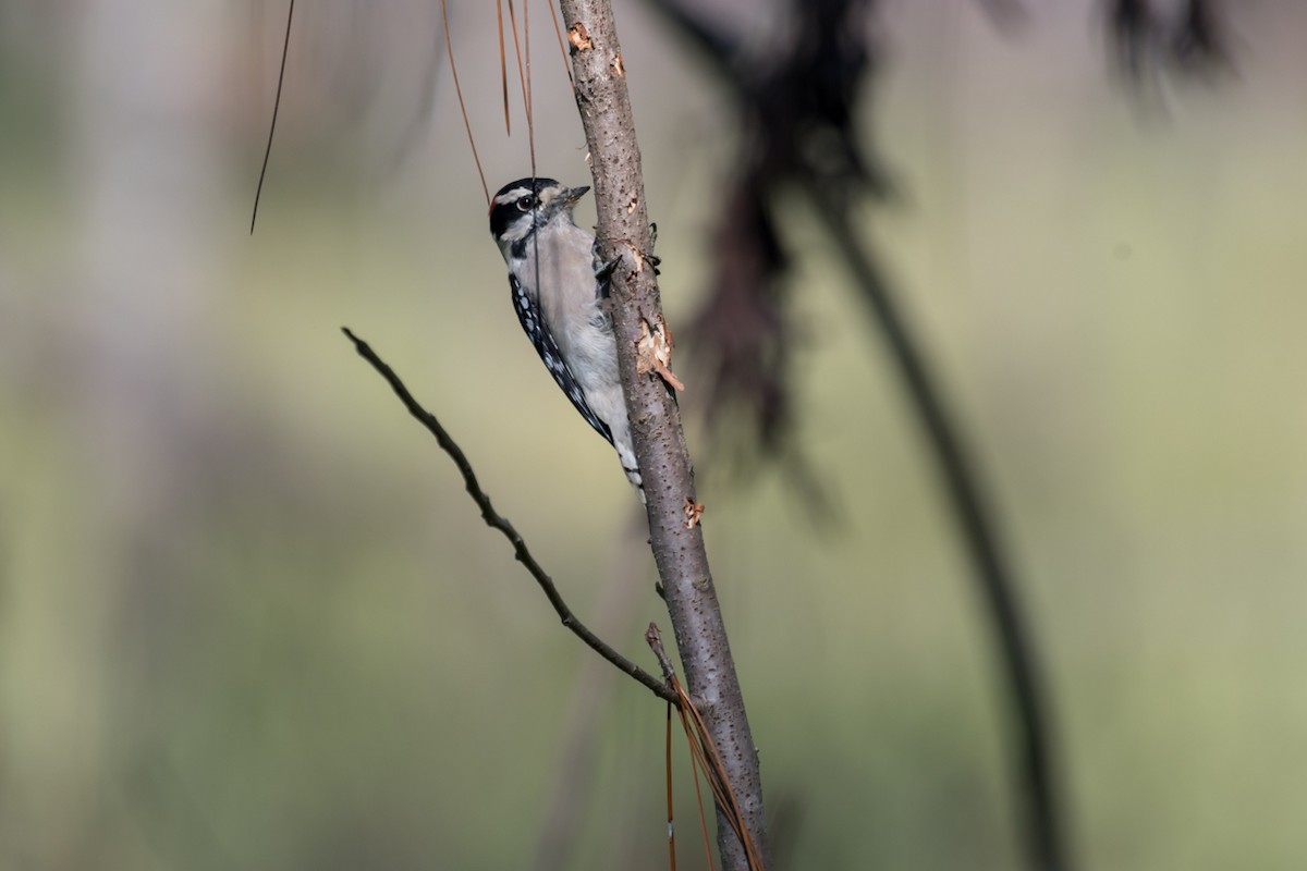 Downy Woodpecker - ML609170522