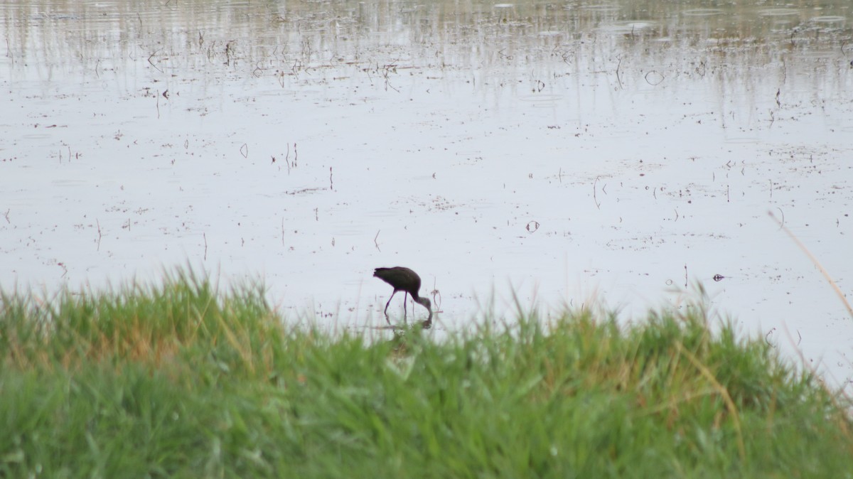 Ibis à face blanche - ML609170578