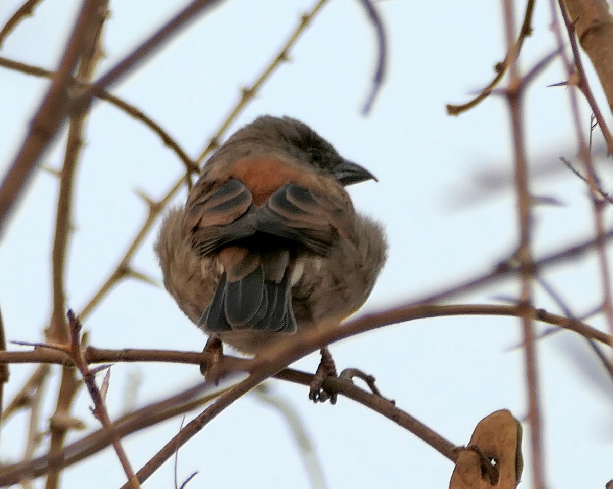 Northern Gray-headed Sparrow - Dmitrii Konov