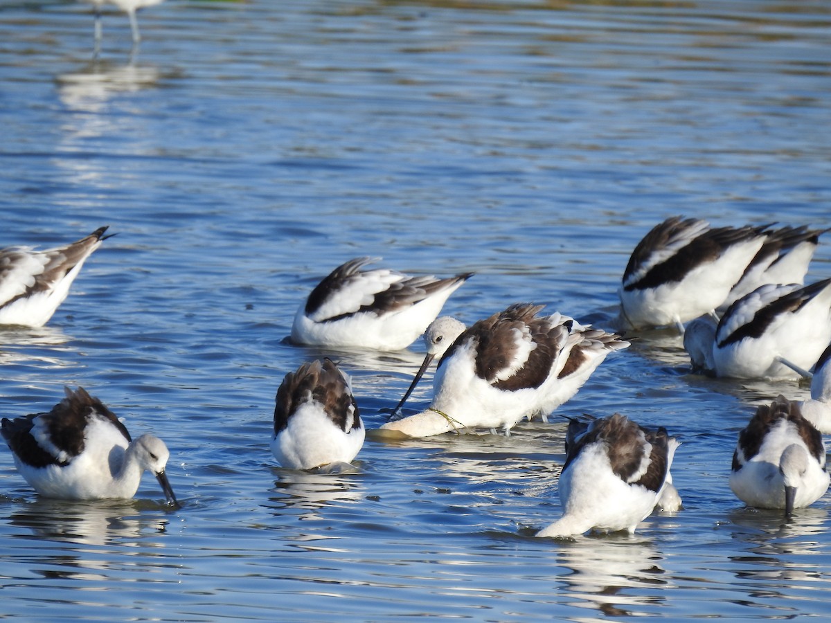 American Avocet - ML609170660