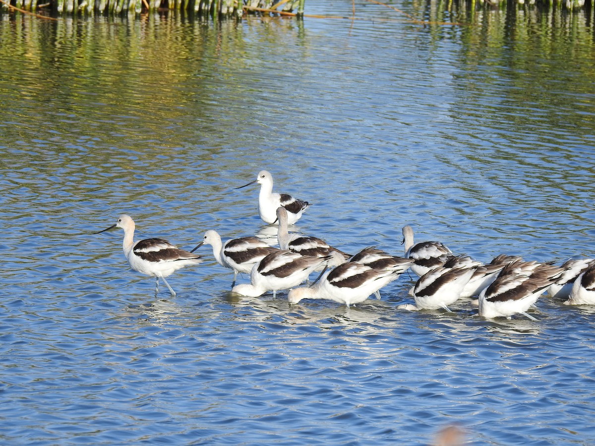 American Avocet - ML609170674