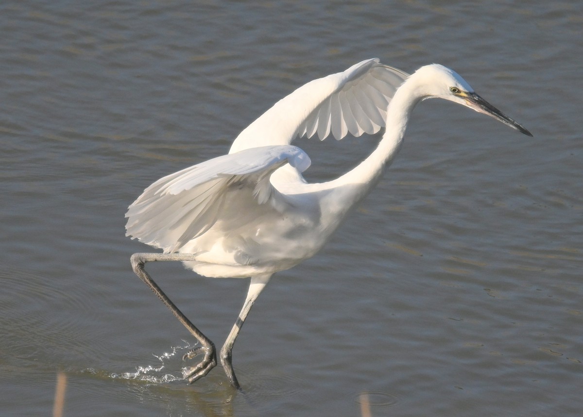 Reddish Egret - Gary Yoder