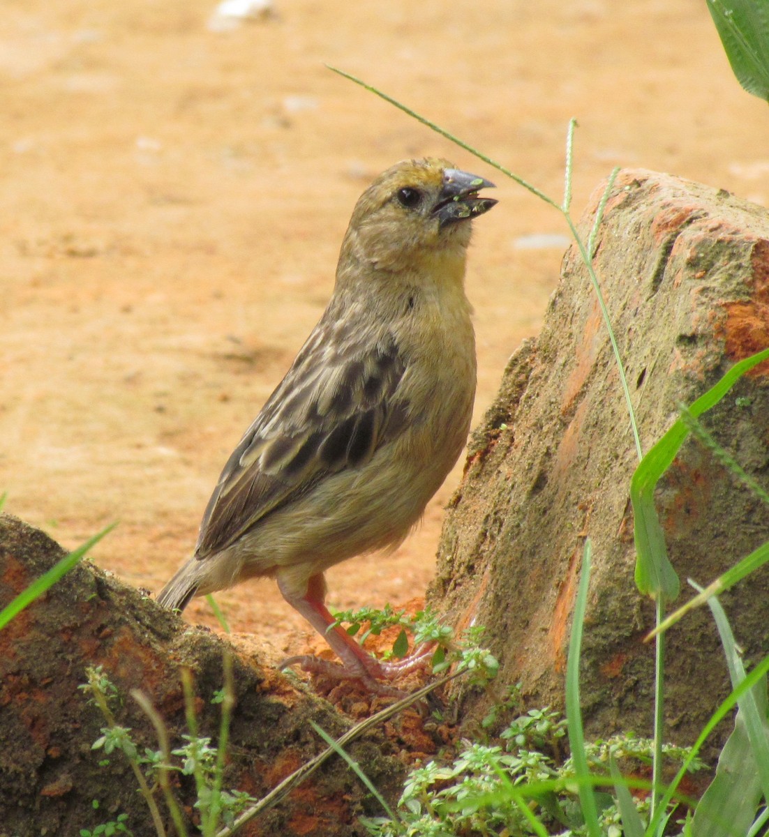 Bob-tailed Weaver - ML60917071