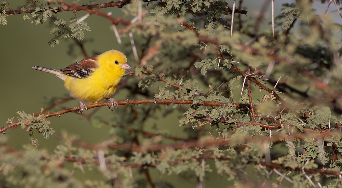 Sudan Golden Sparrow - ML609170733