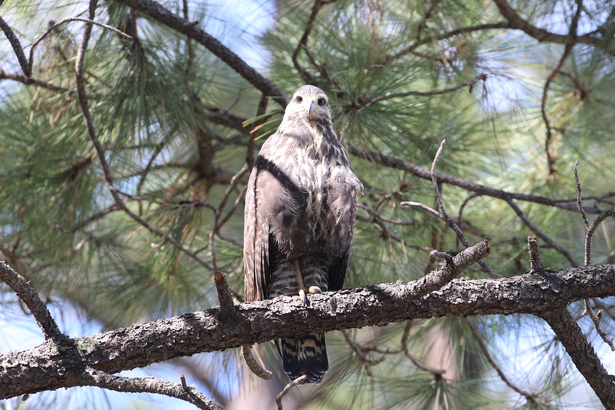 Common Black Hawk - ML609170743