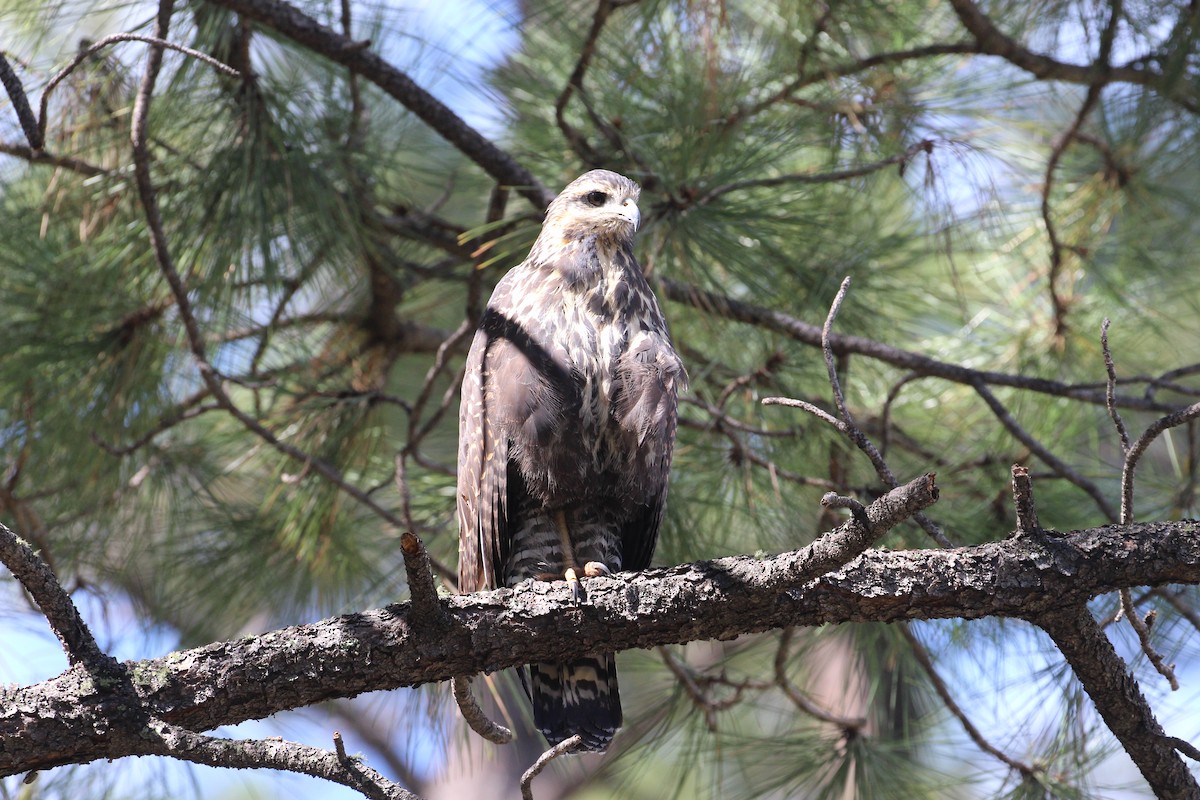 Common Black Hawk - ML609170746