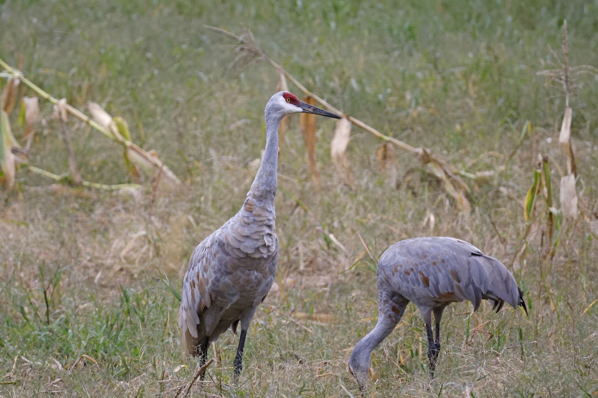 Sandhill Crane - Larry Therrien