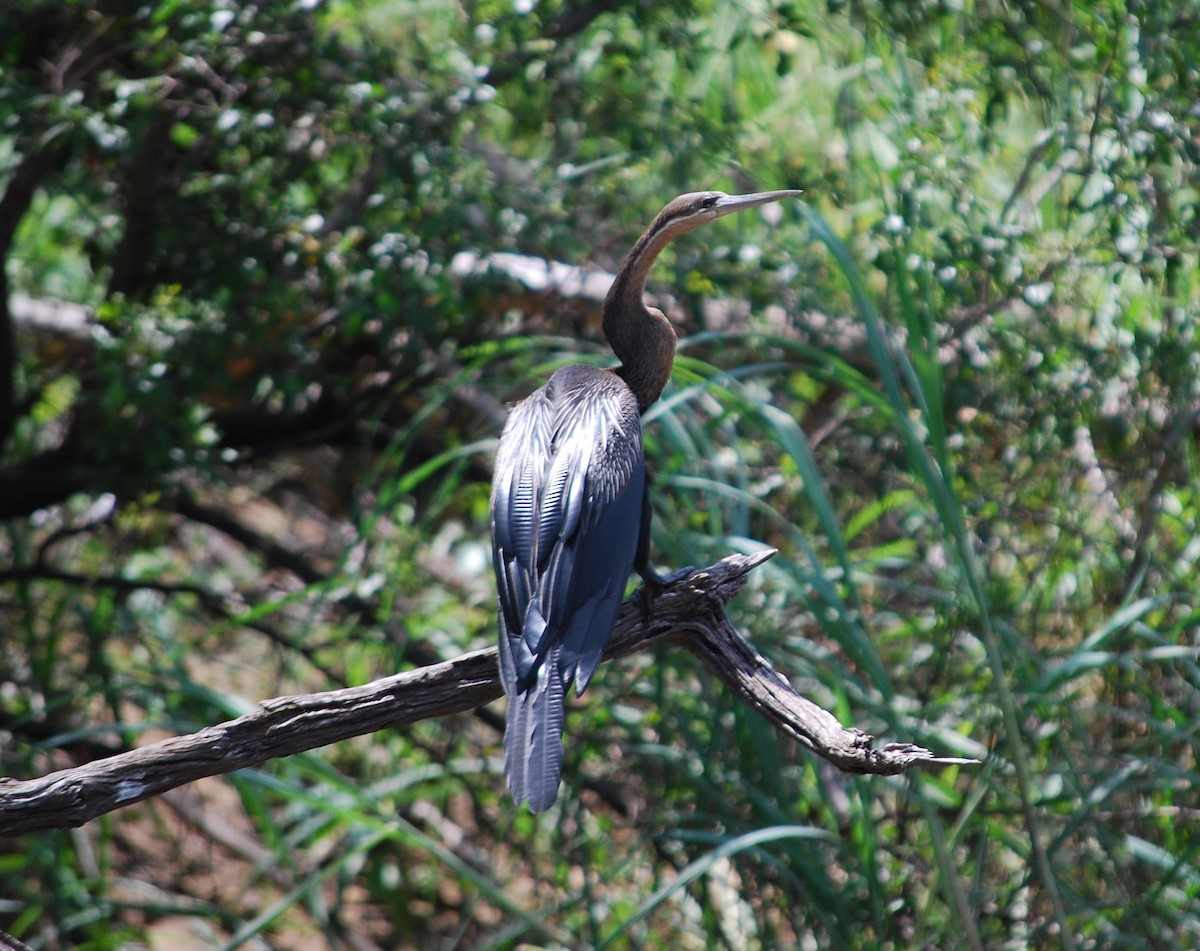 Afrika-Schlangenhalsvogel - ML609170788