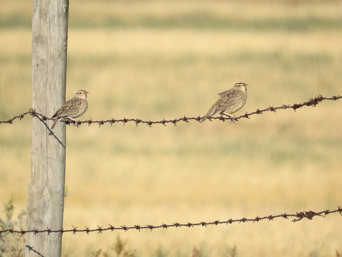 Western Meadowlark - ML609170792