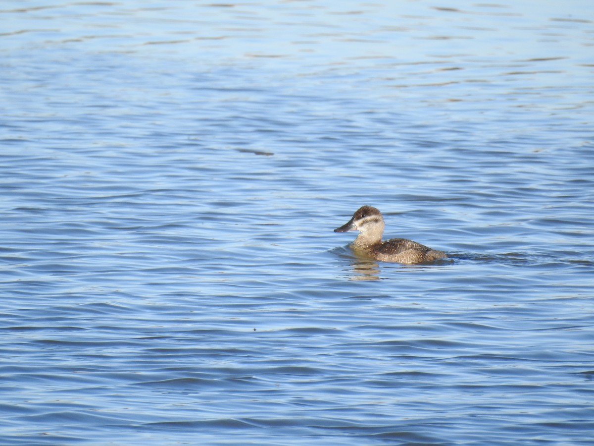 Ruddy Duck - ML609170798