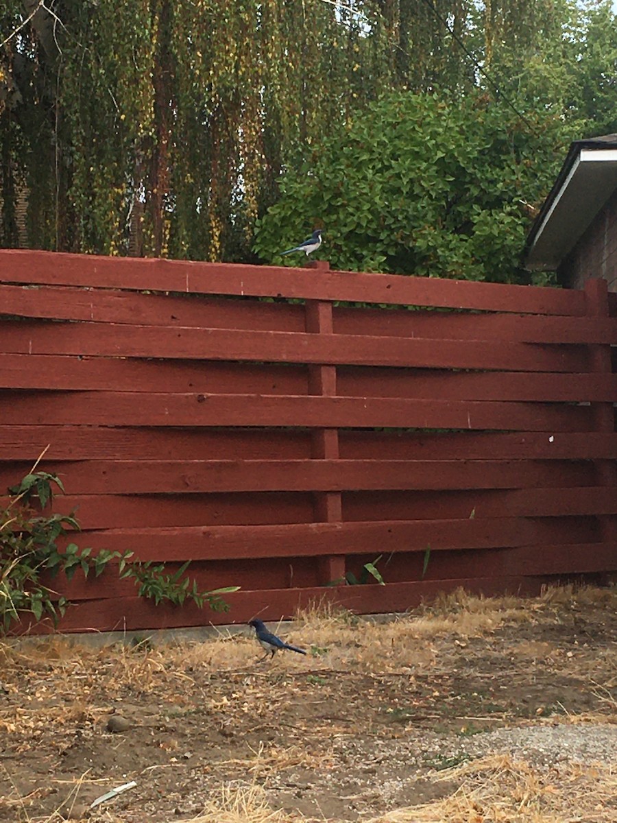 California Scrub-Jay - ML609170803