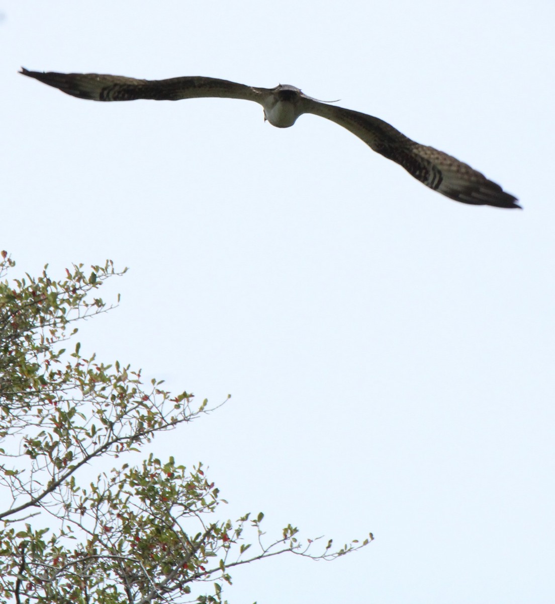 Balbuzard pêcheur - ML609170824