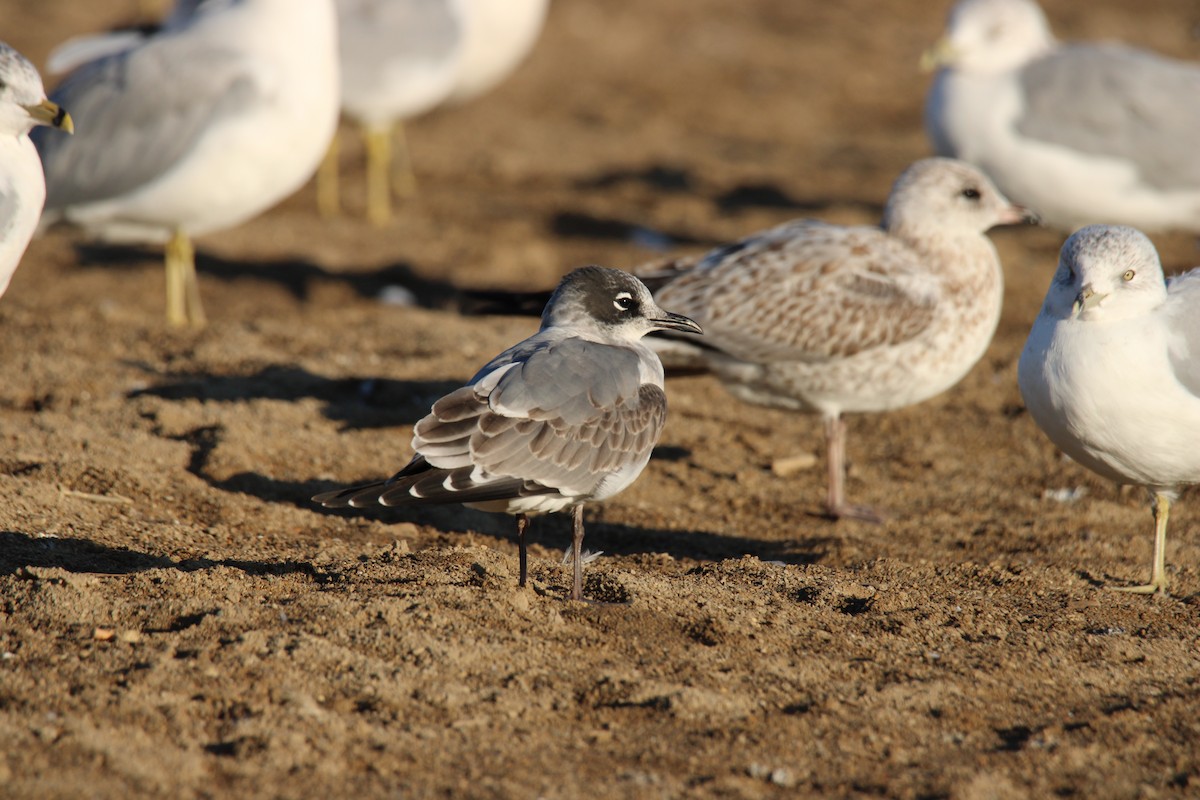 Franklin's Gull - Austin Hedges