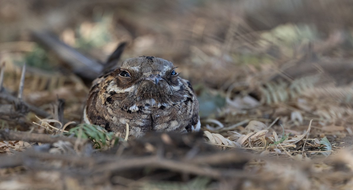 Long-tailed Nightjar - ML609170924