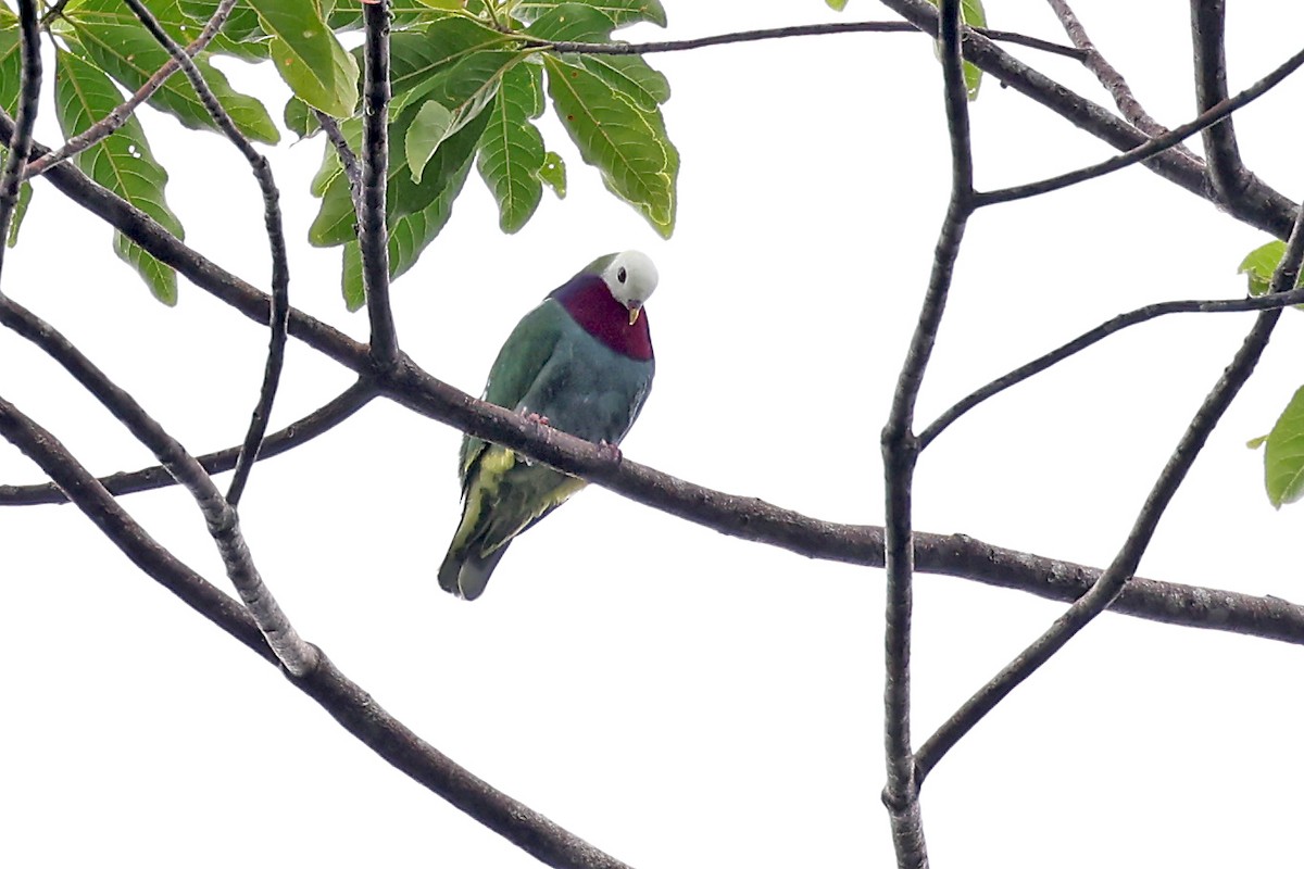 White-headed Fruit-Dove - ML609170957