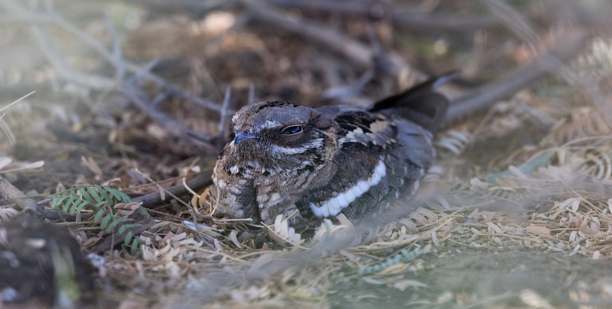 Long-tailed Nightjar - ML609170995