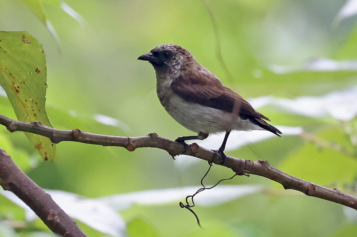 Mottled Flowerpecker - ML609171009