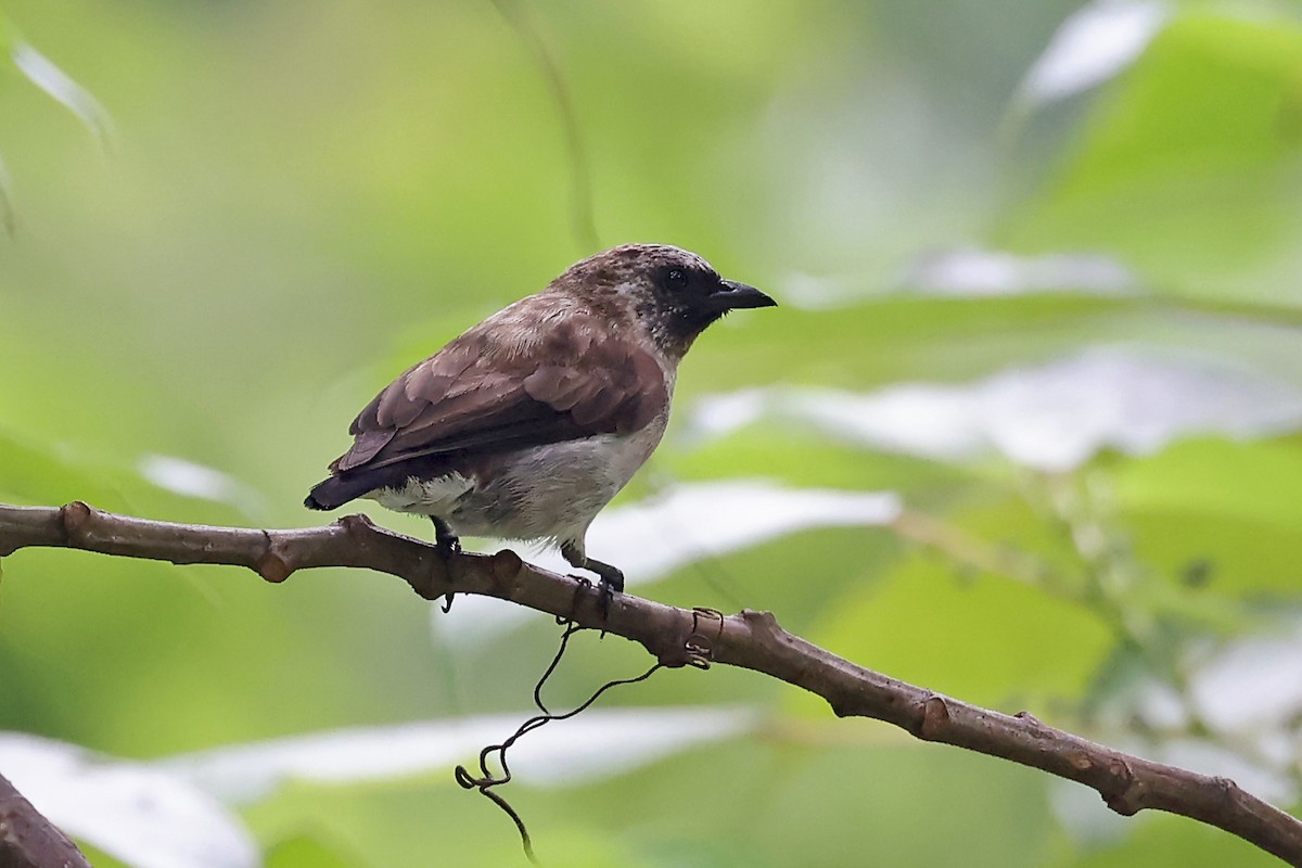 Mottled Flowerpecker - ML609171015