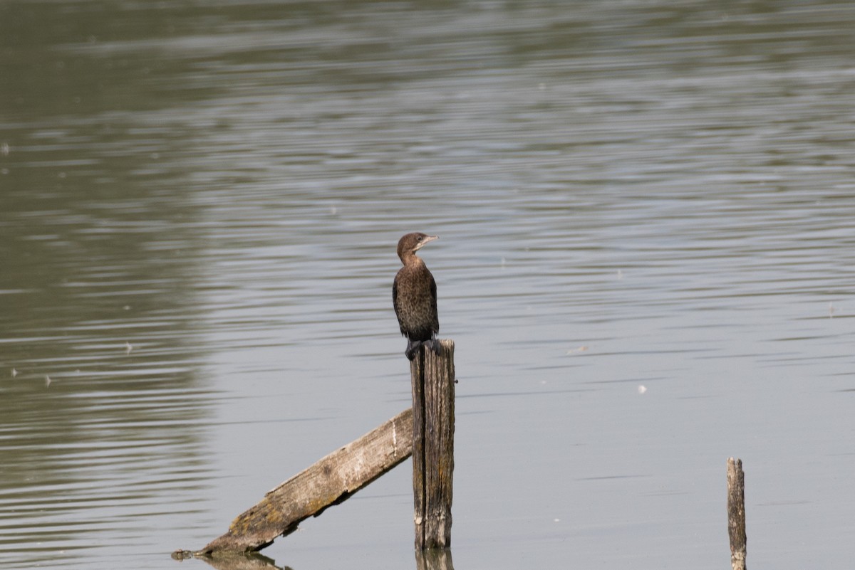 Pygmy Cormorant - ML609171032