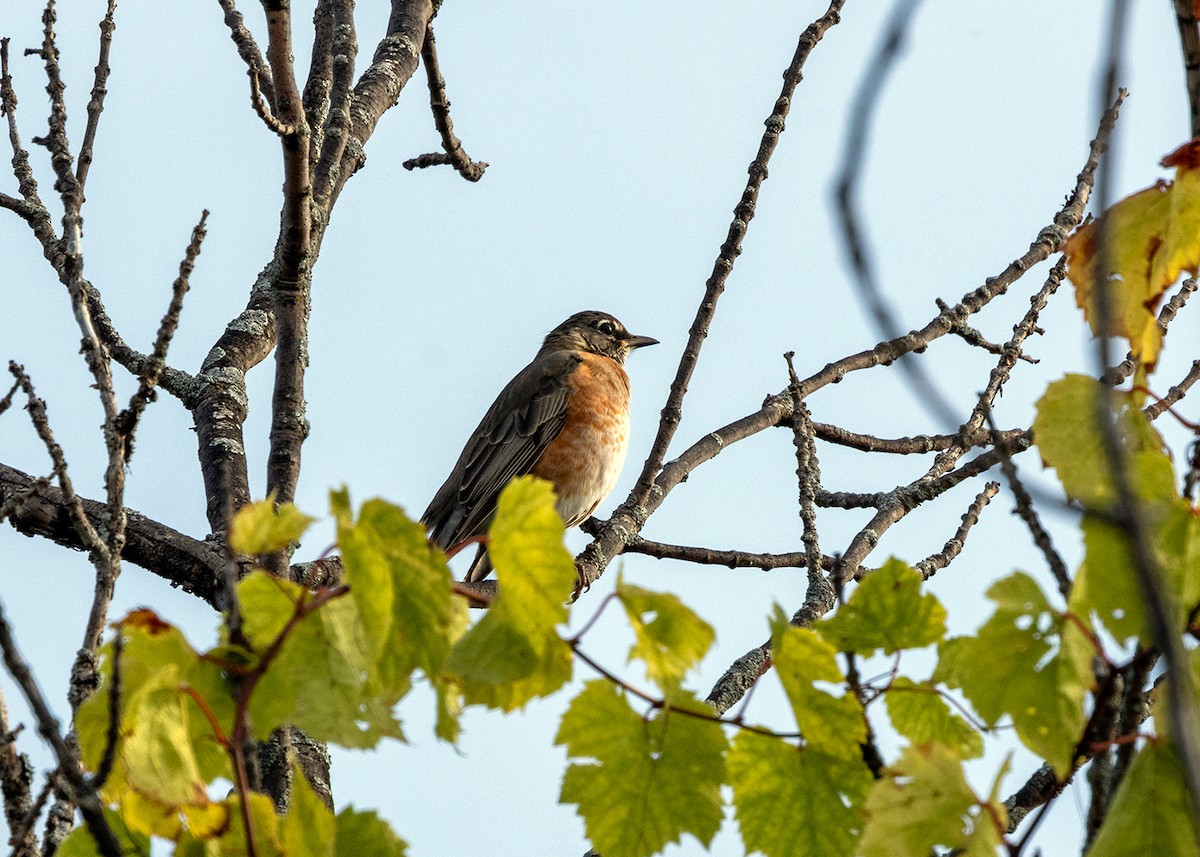 American Robin - ML609171057