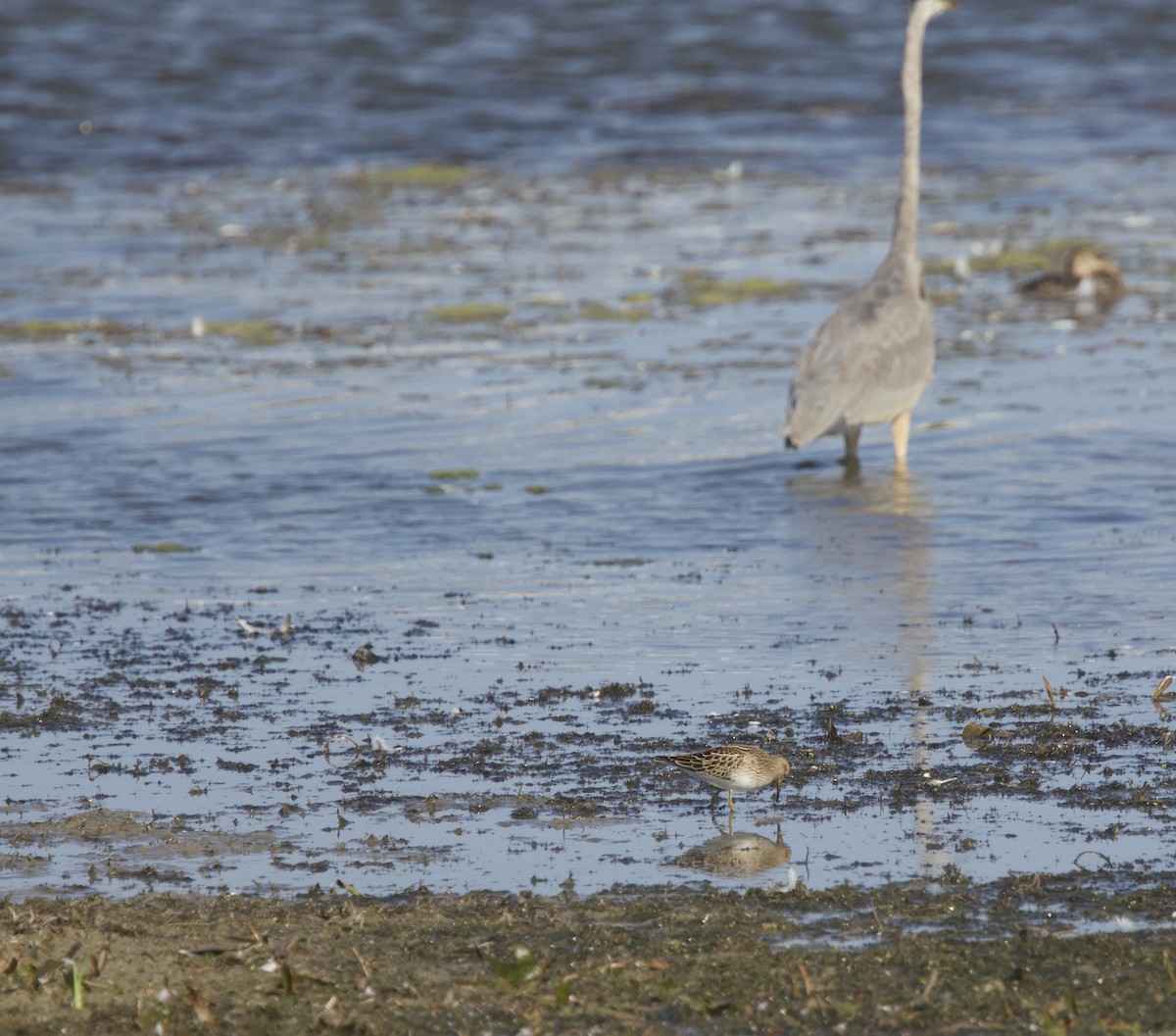 Graubrust-Strandläufer - ML609171123