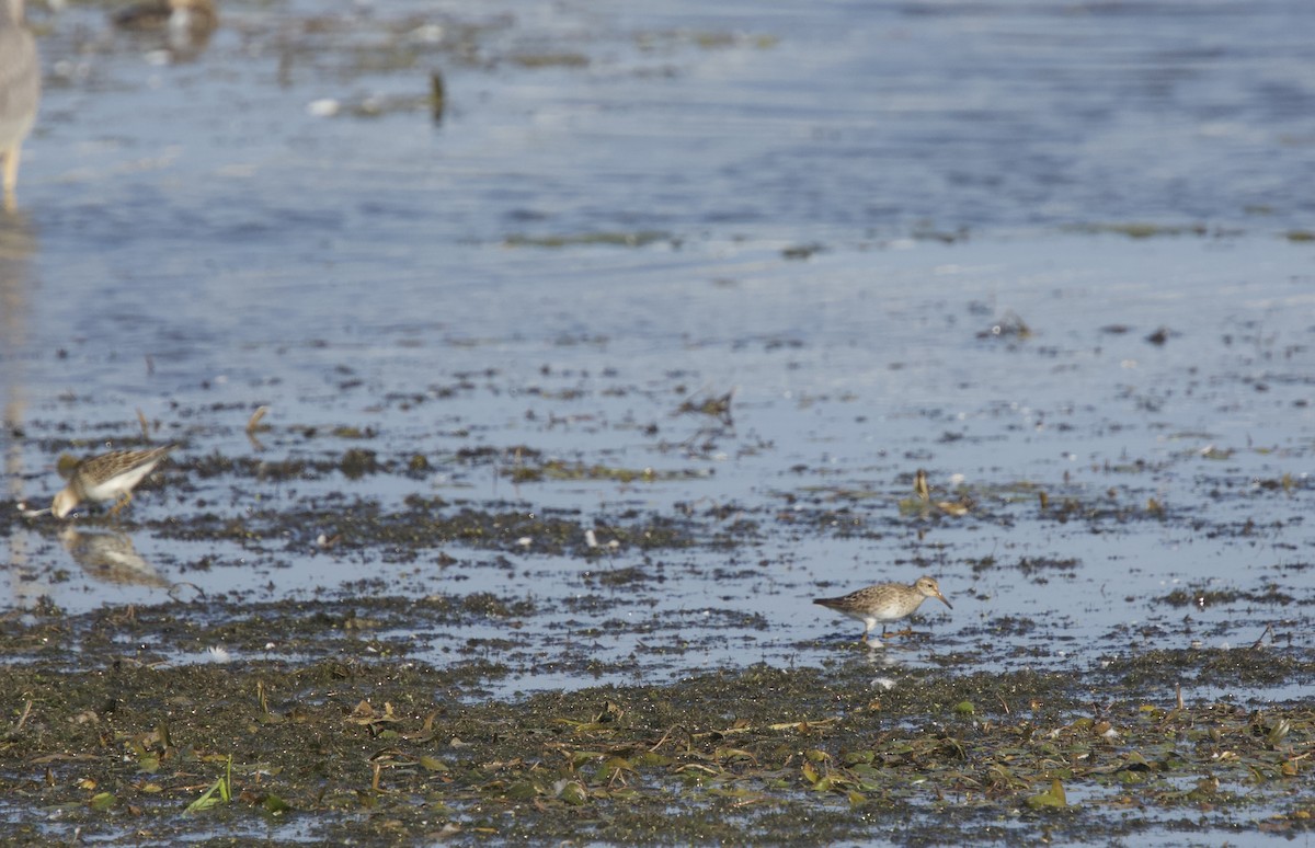 Graubrust-Strandläufer - ML609171124