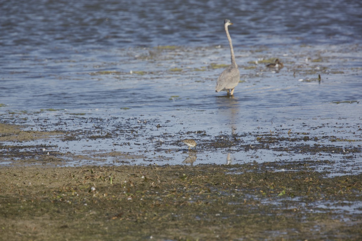 Graubrust-Strandläufer - ML609171125