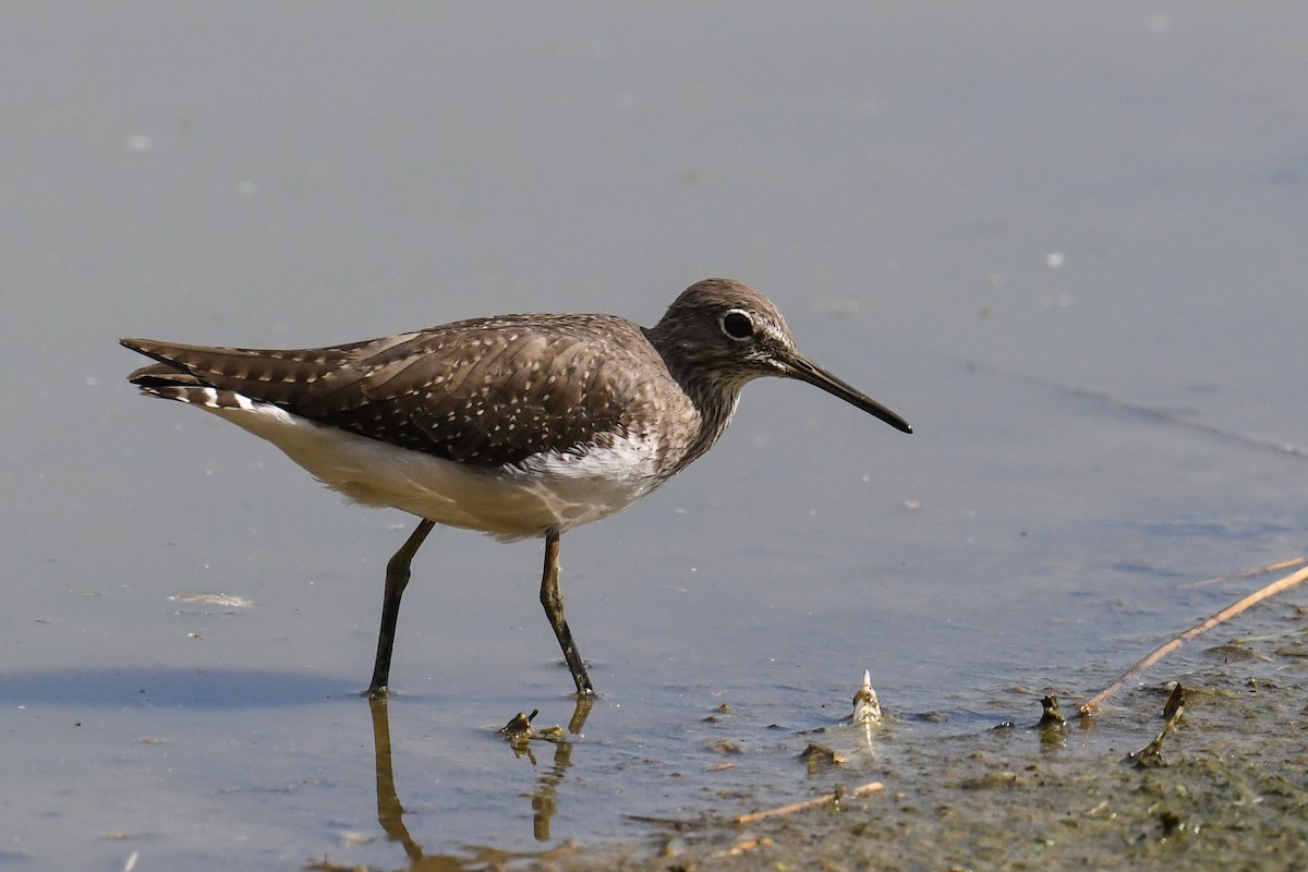 Green Sandpiper - ML609171151