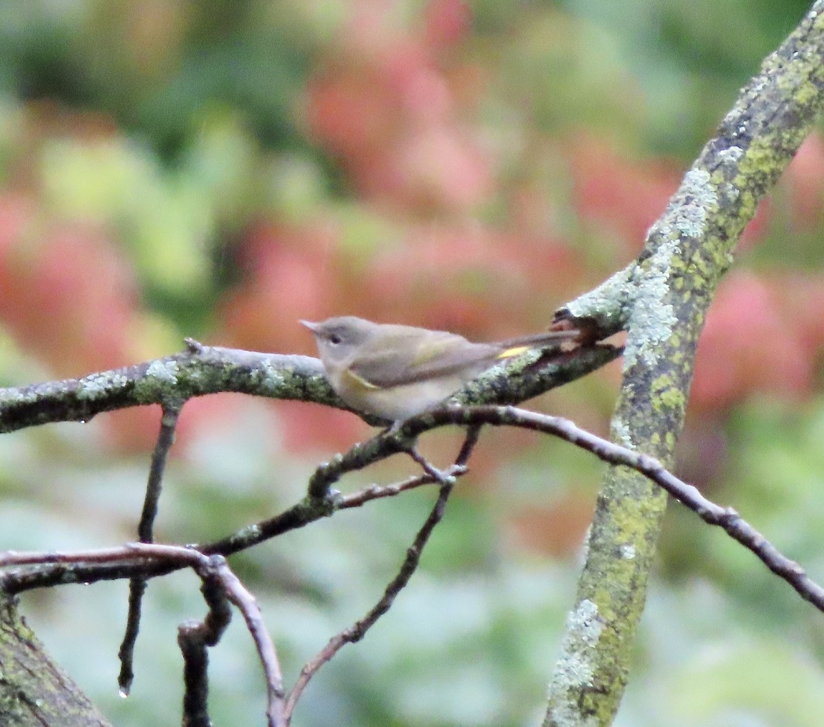 American Redstart - ML609171235