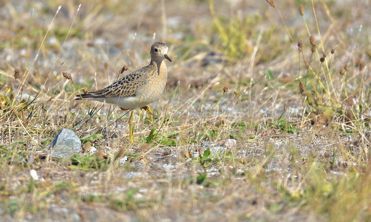 Buff-breasted Sandpiper - Nick  Park