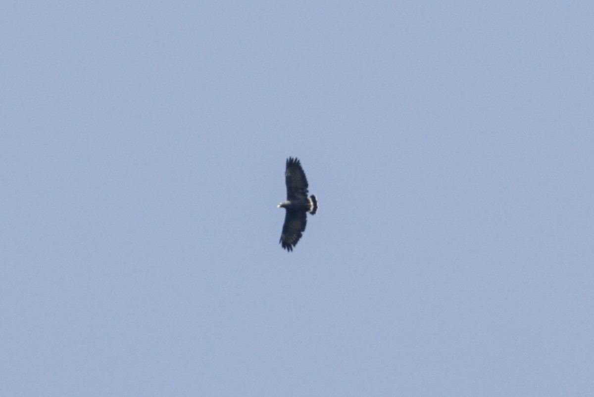 Common Black Hawk - Abril Heredia
