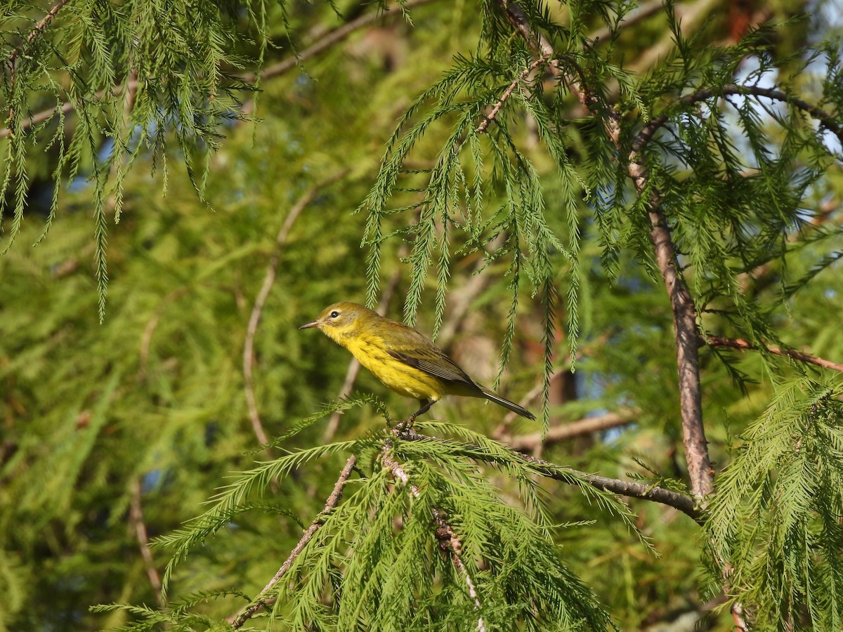 Prairie Warbler - ML609171431