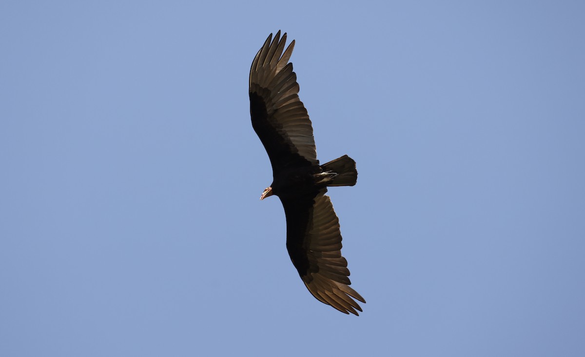 Lesser Yellow-headed Vulture - ML609171486
