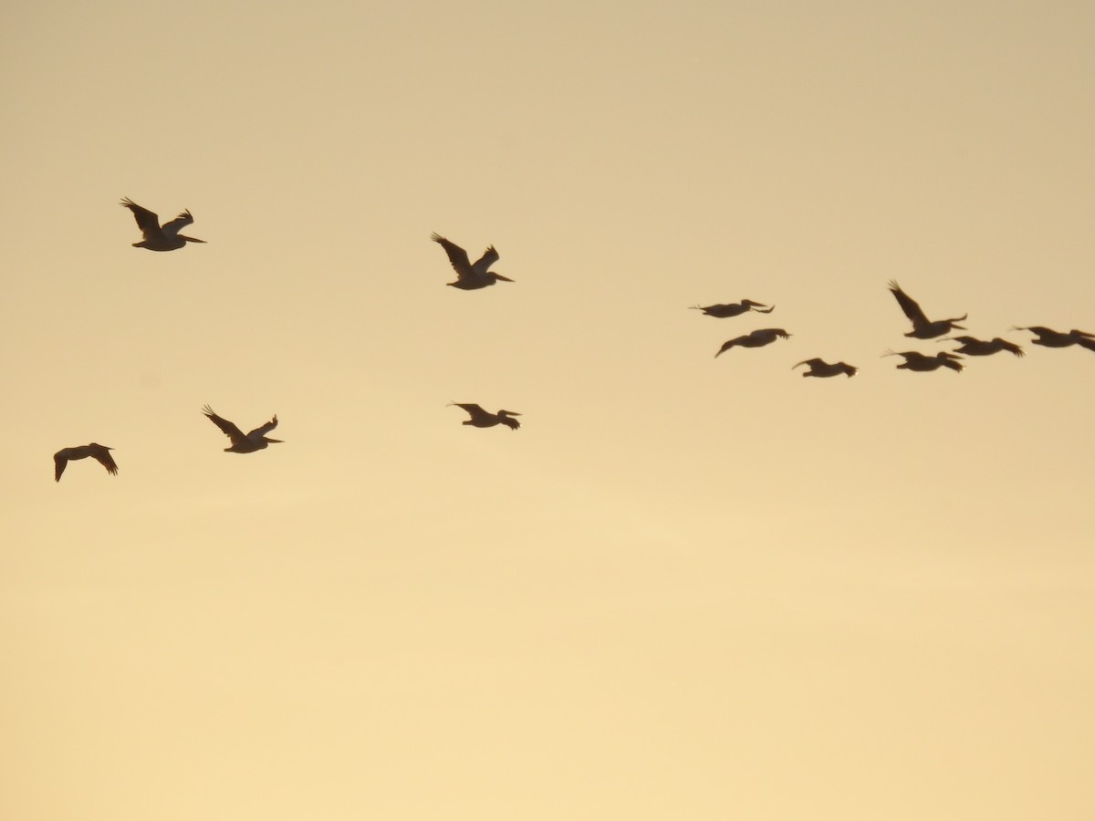 American White Pelican - ML609171568